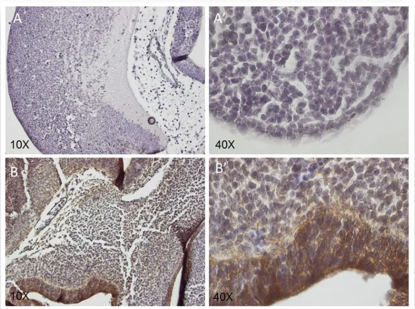 history-and-pathology-img